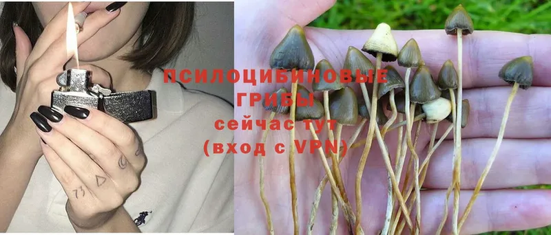 Галлюциногенные грибы Psilocybine cubensis  цены наркотик  Калачинск 